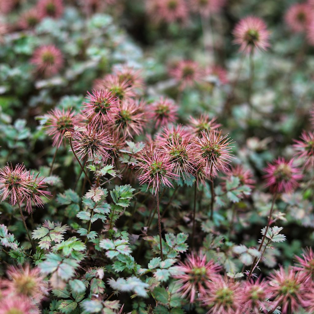 Acena bezbronna Purpurea
