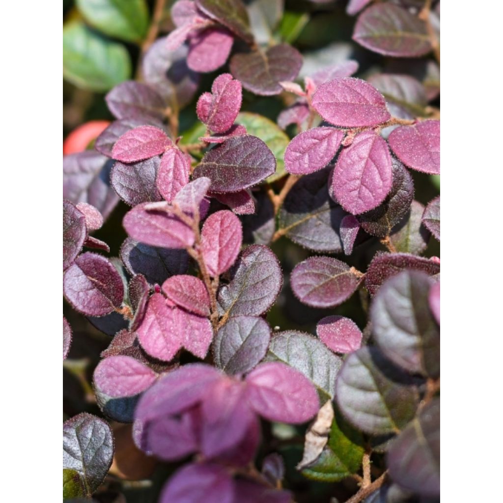 Acena bezbronna Purpurea