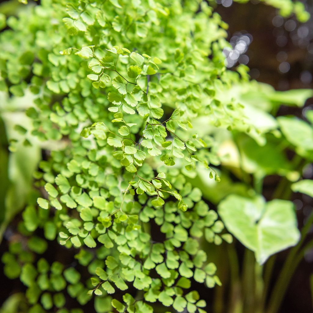 Adiantum Fritz Lüthi