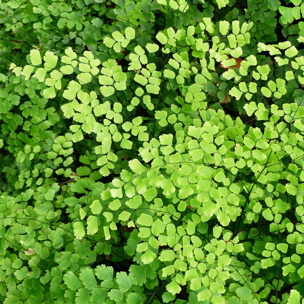 Adiantum Fritz Lüthi