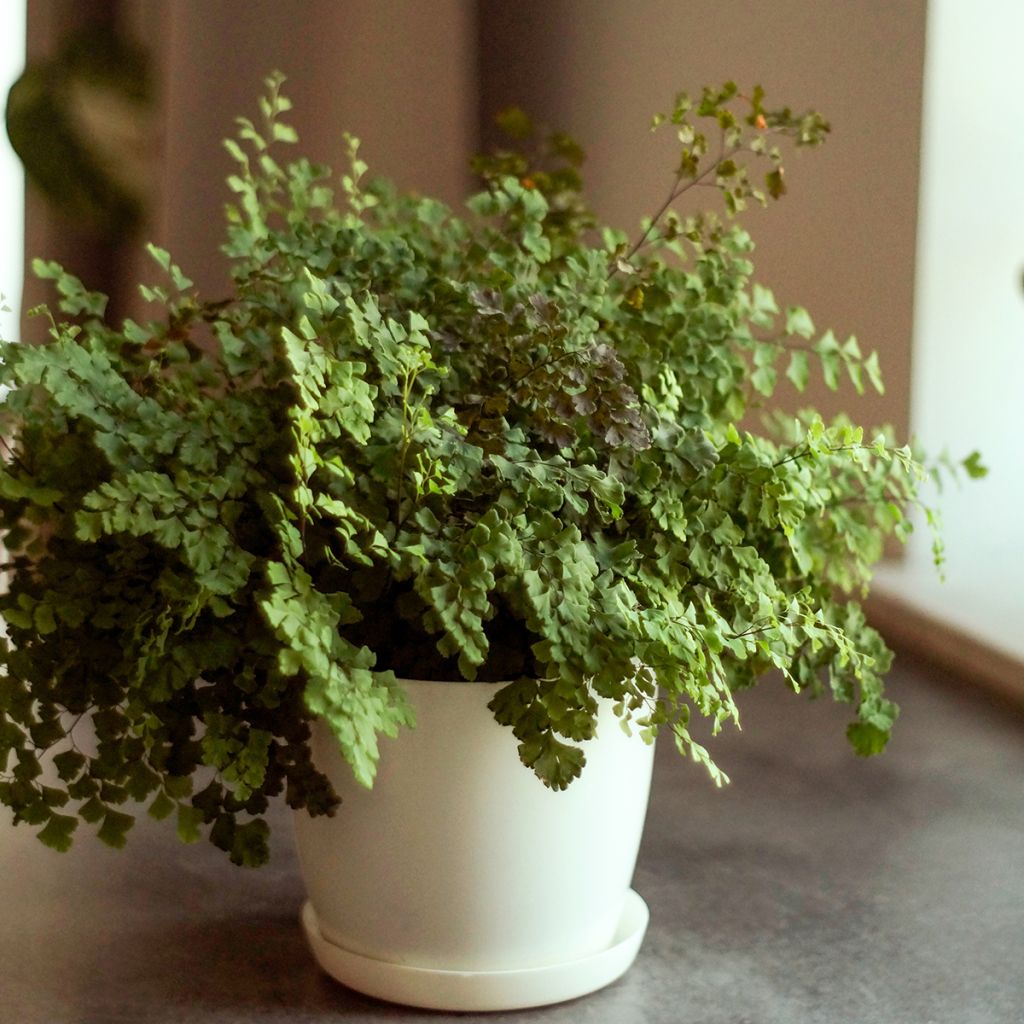 Adiantum Fritz Lüthi