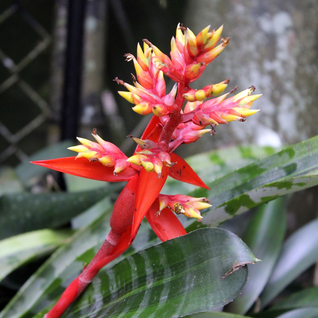 Aechmea chantinii Rebecca - Echmea