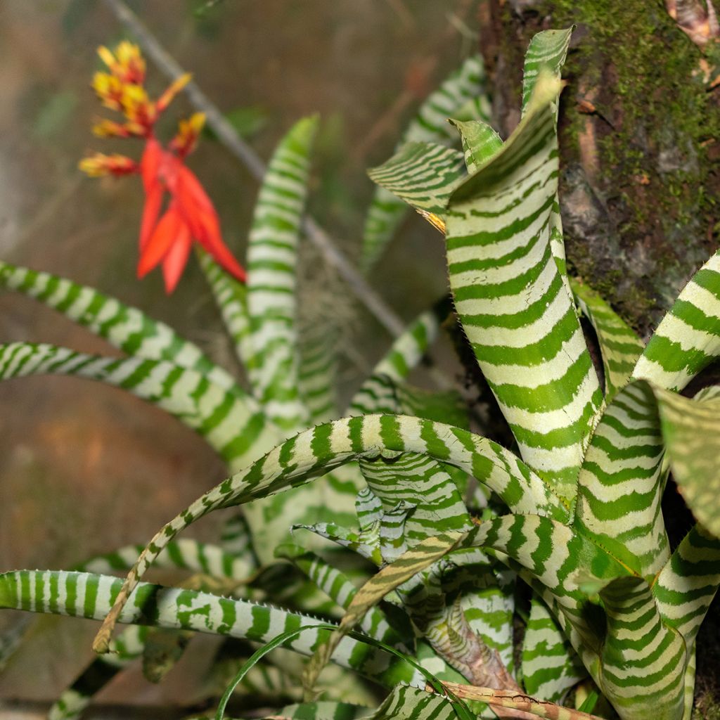 Aechmea chantinii Rebecca - Echmea