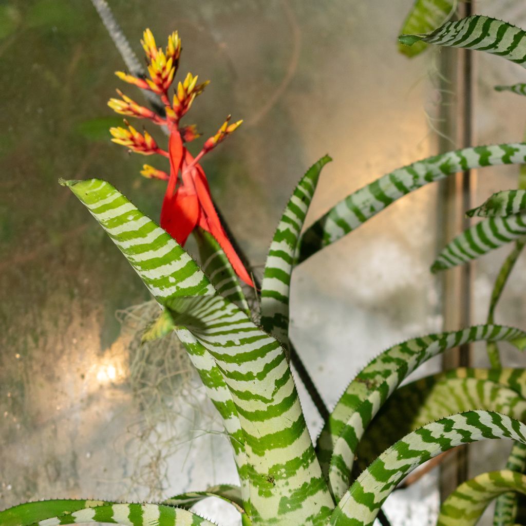 Aechmea chantinii Rebecca - Echmea
