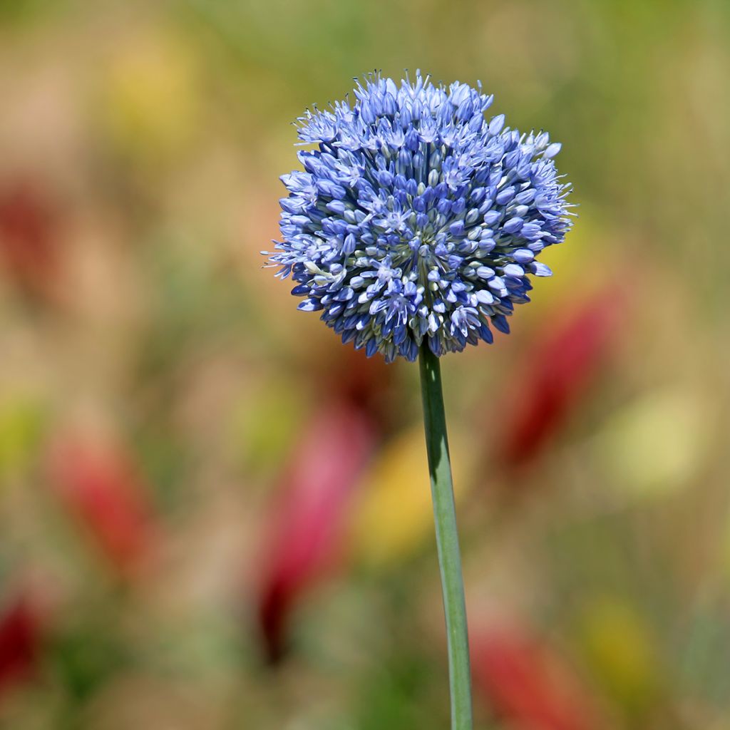 Allium caeruleum - Czosnek błękitny