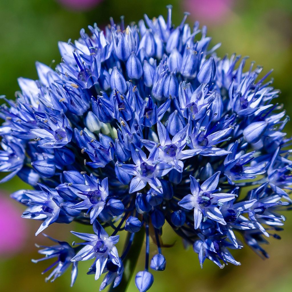 Allium caeruleum - Czosnek błękitny