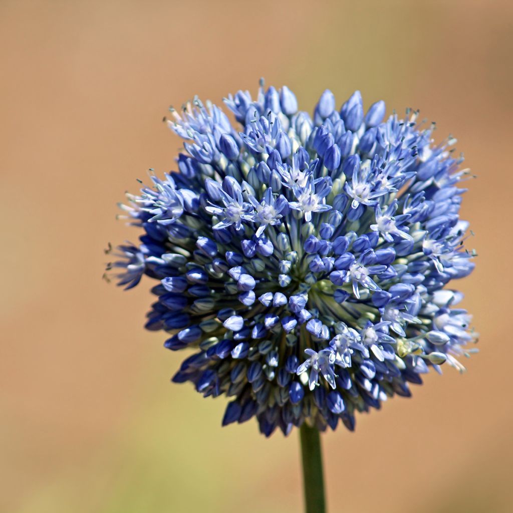 Allium caeruleum - Czosnek błękitny