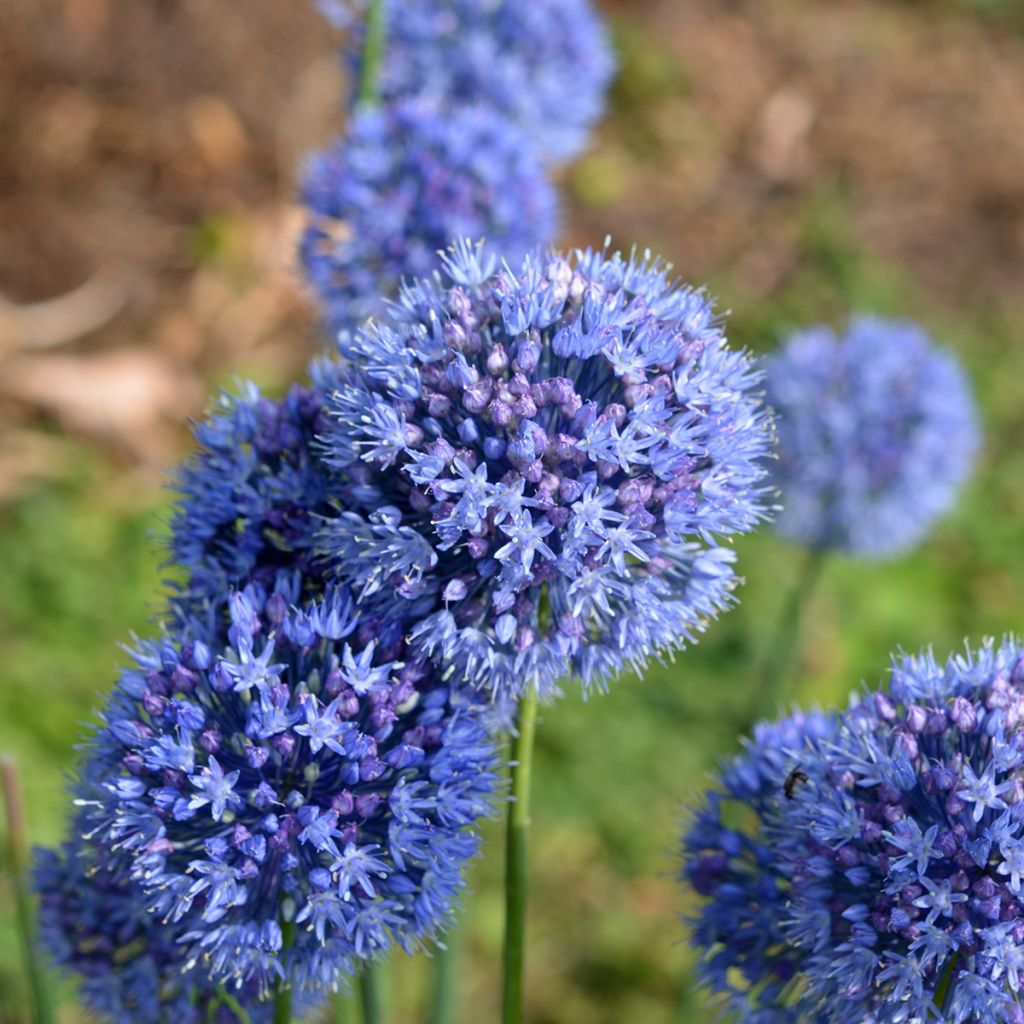 Allium caeruleum - Czosnek błękitny
