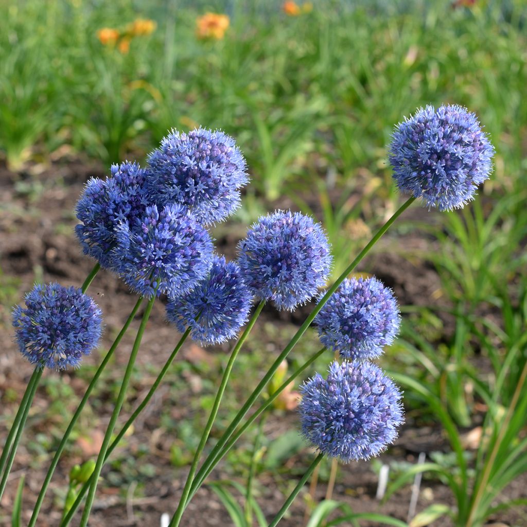 Allium caeruleum - Czosnek błękitny