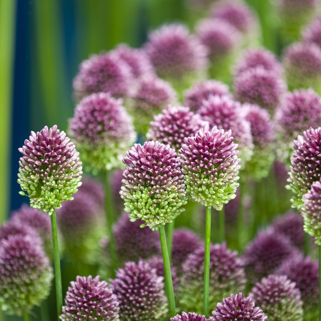 Allium sphaerocephalon - Czosnek główkowaty