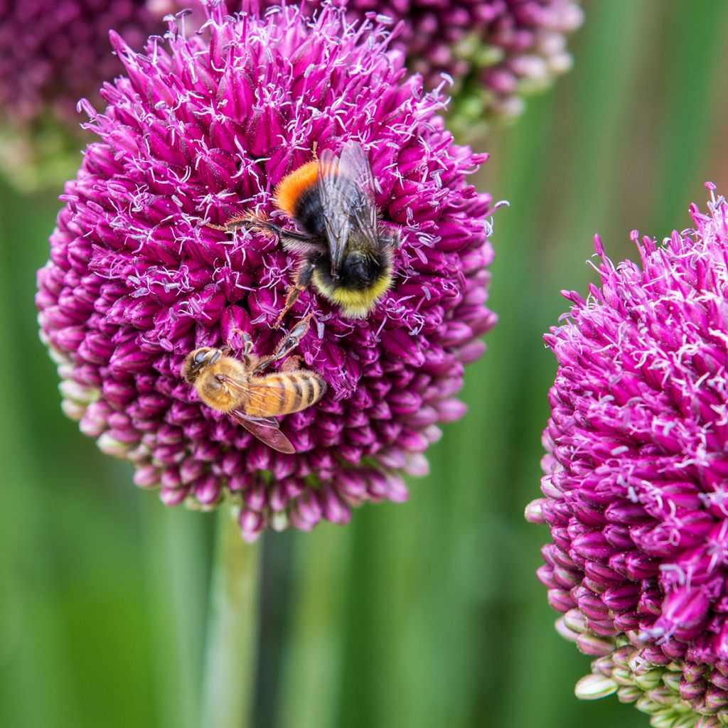 Allium sphaerocephalon - Czosnek główkowaty