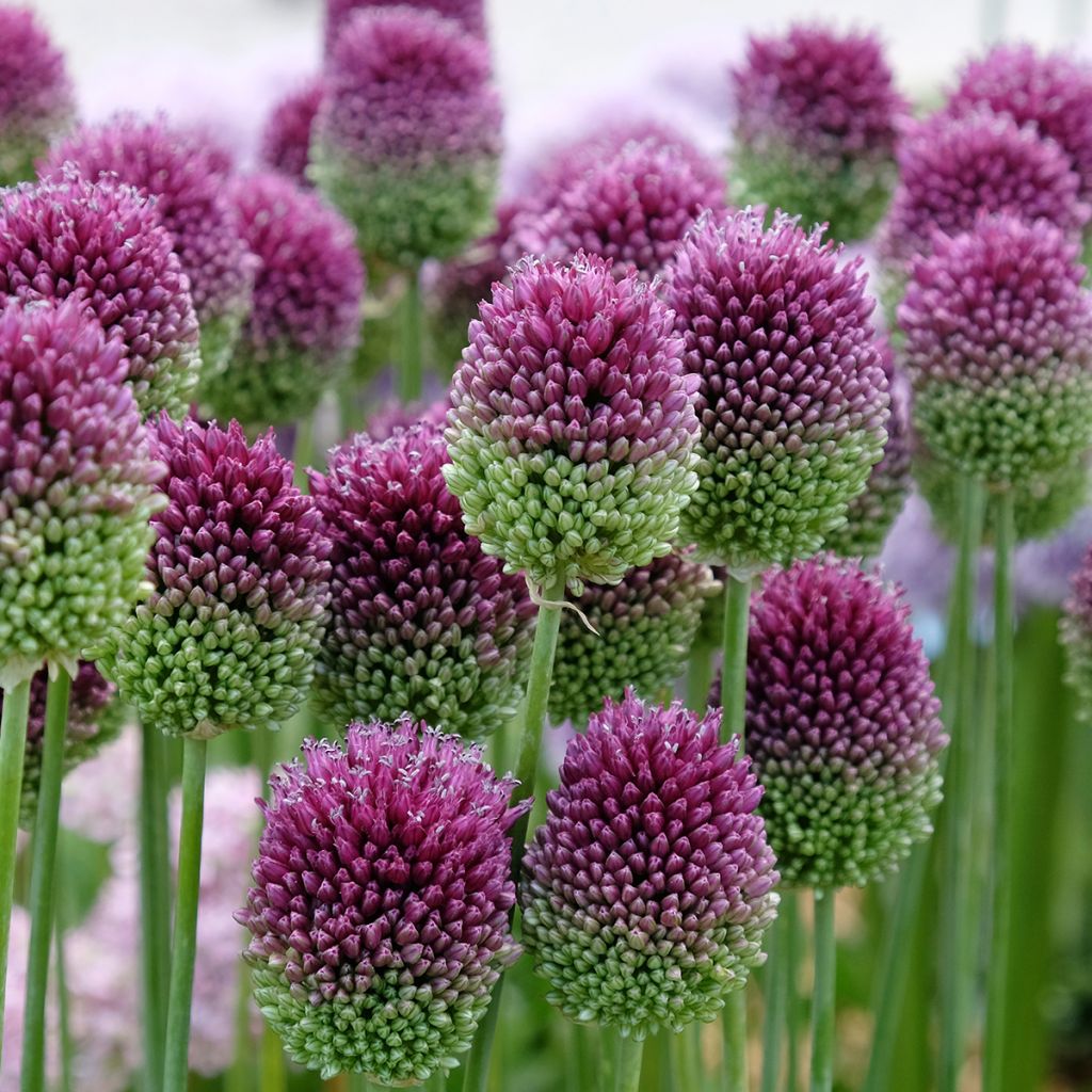 Allium sphaerocephalon - Czosnek główkowaty