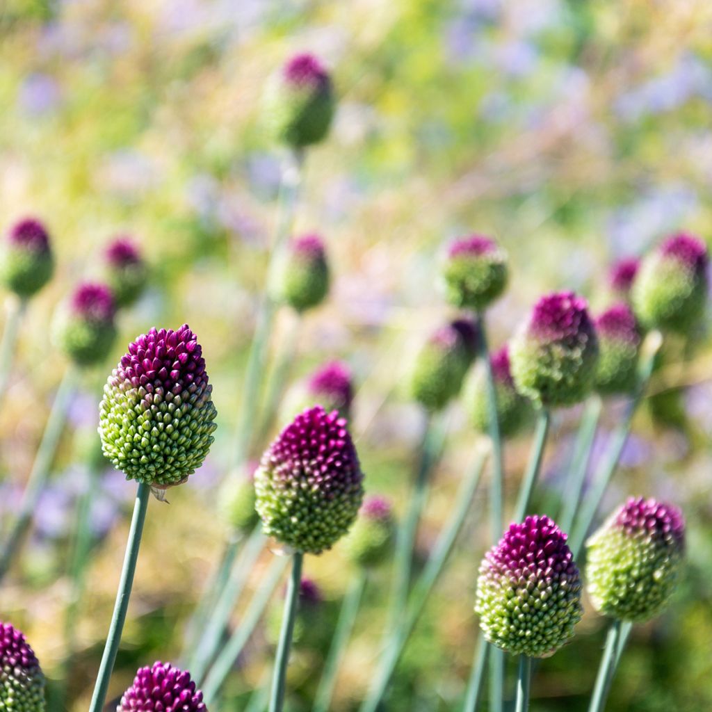 Allium sphaerocephalon - Czosnek główkowaty