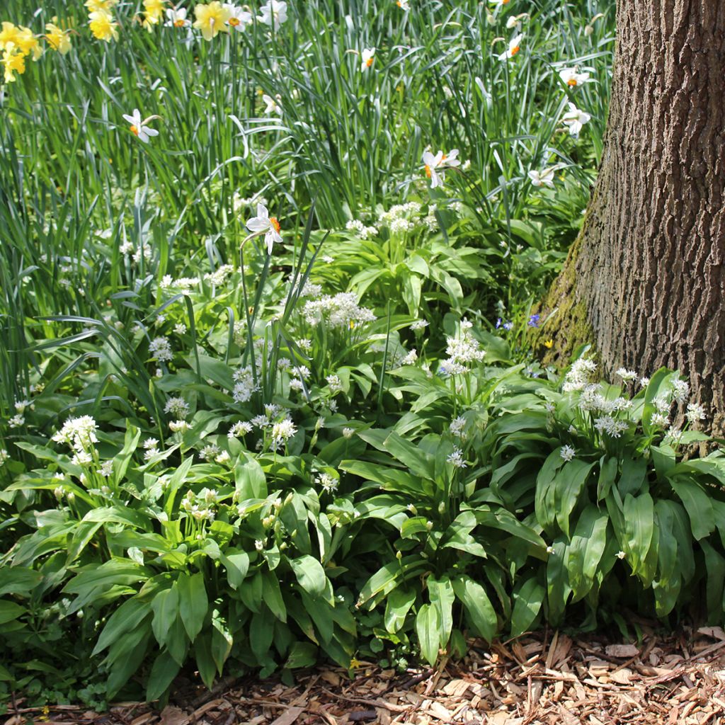 Allium ursinum - Czosnek niedźwiedzi