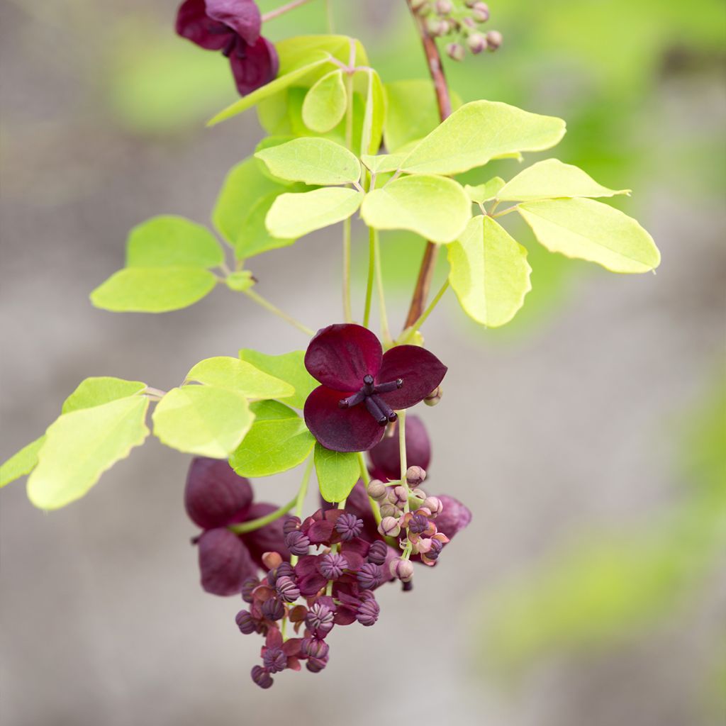 Akebia pięciolistkowa - Akebia quinata