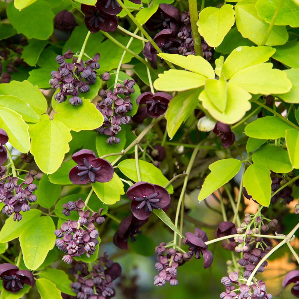 Akebia pięciolistkowa - Akebia quinata