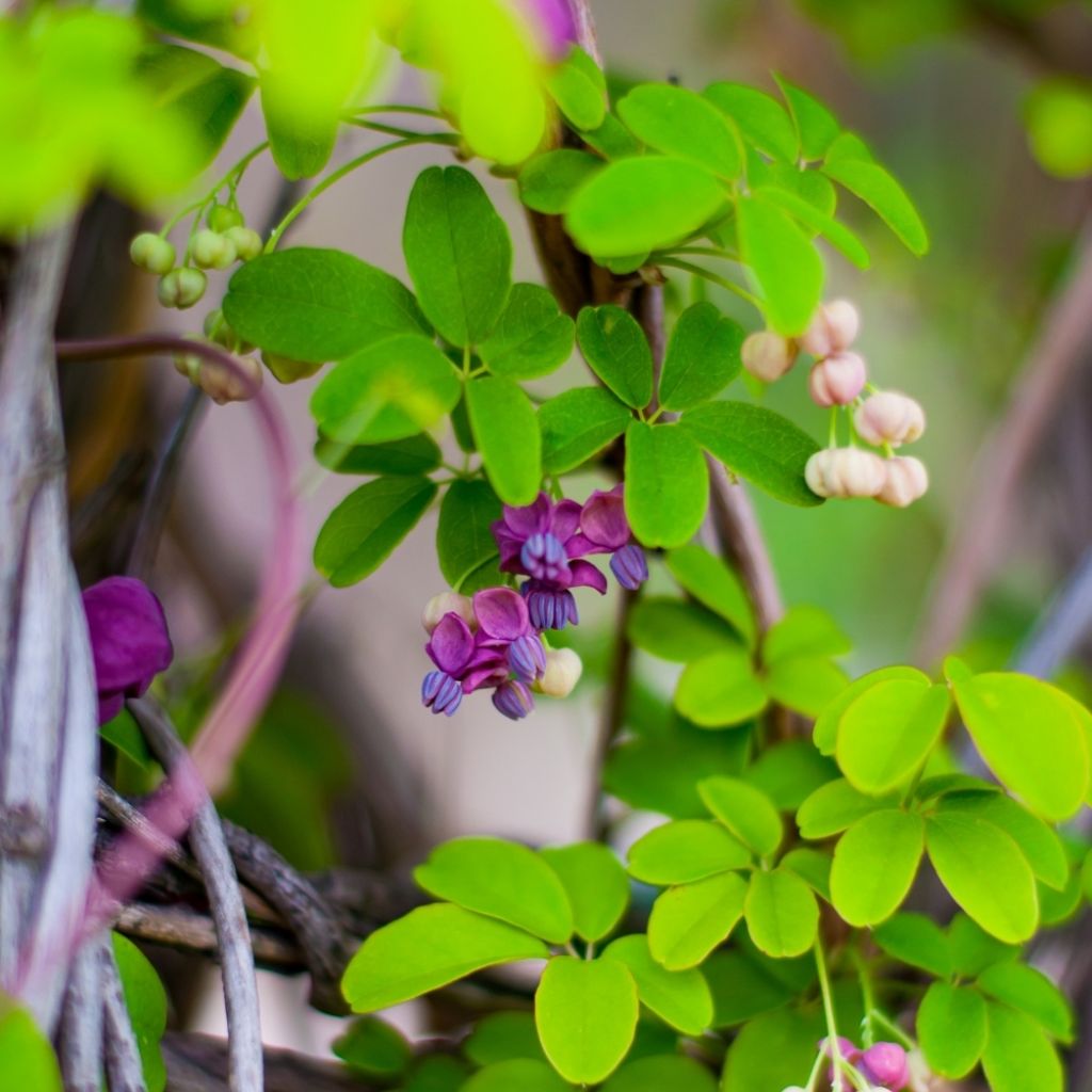 Akebia pięciolistkowa - Akebia quinata