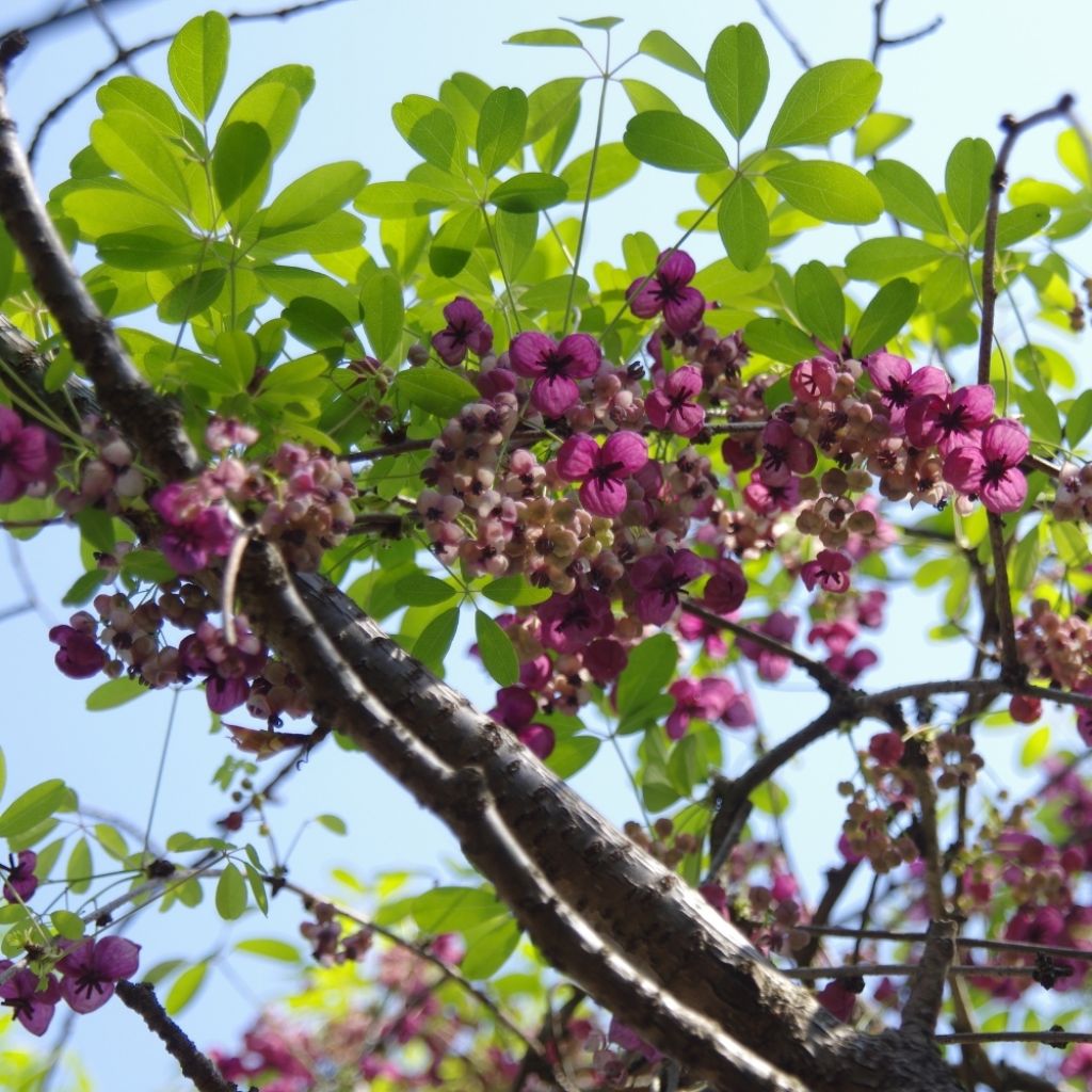Akebia pięciolistkowa - Akebia quinata
