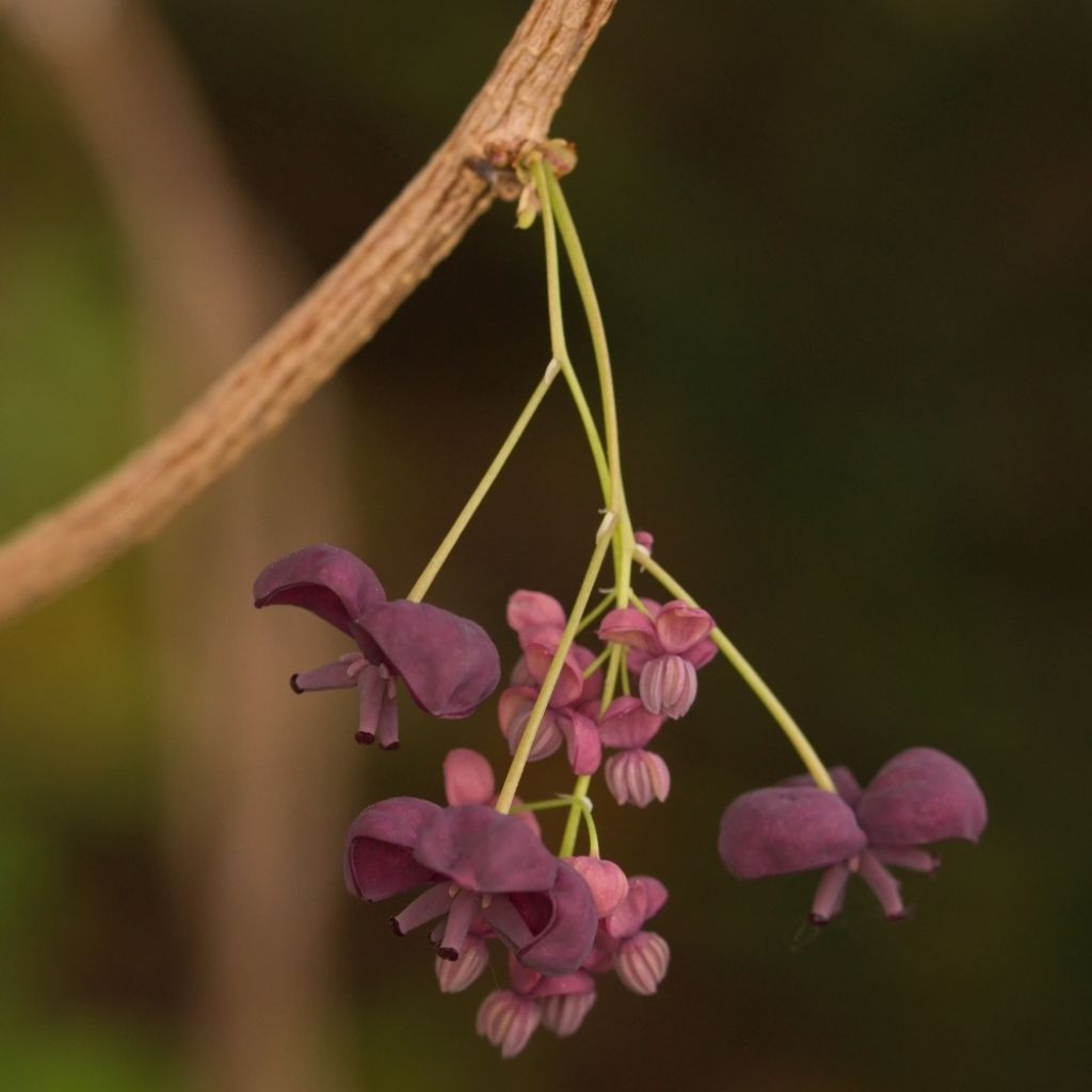 Akebia pięciolistkowa - Akebia quinata