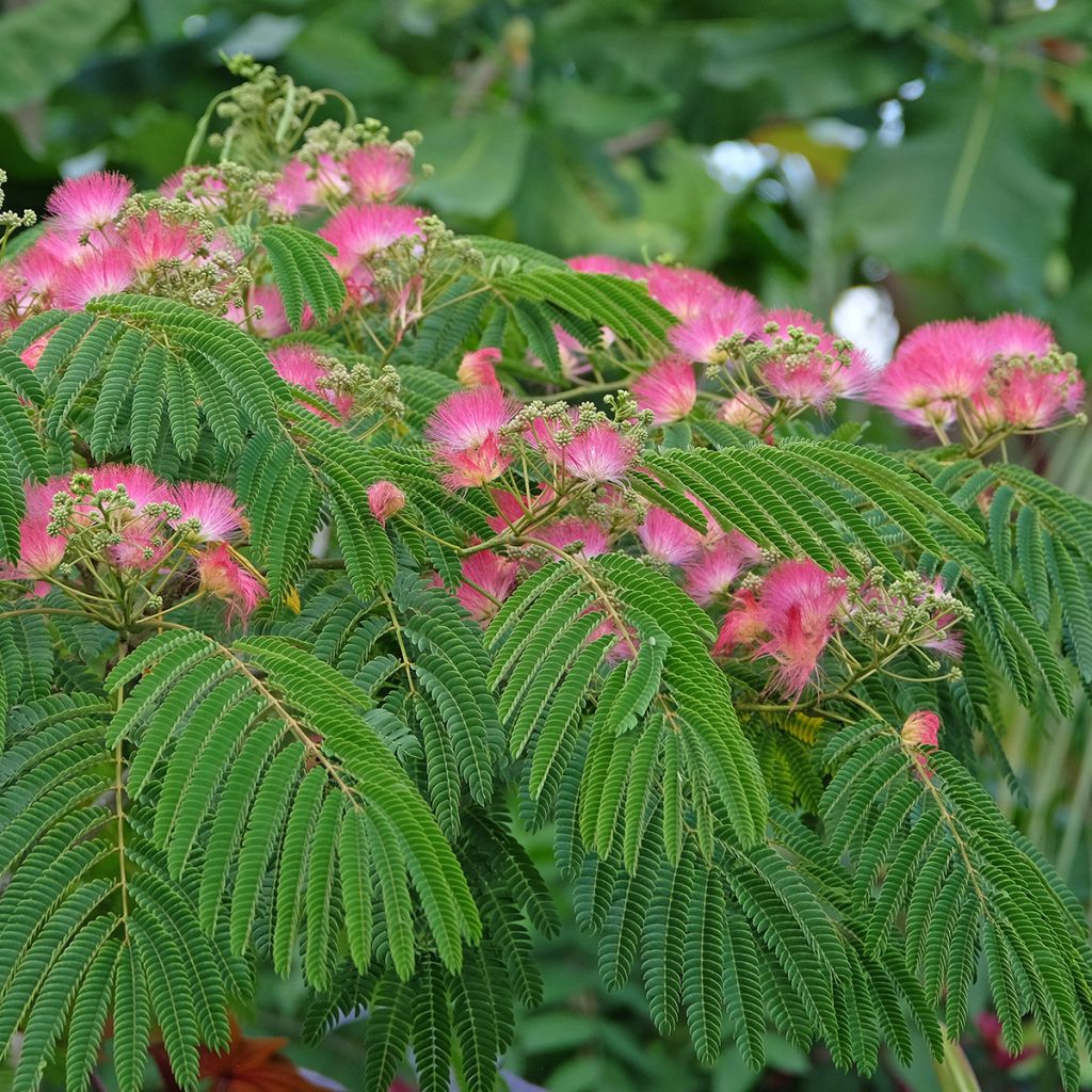 Albicja jedwabista Tropical Dream