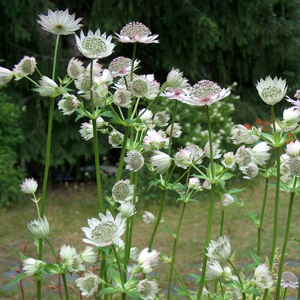 Jarzmianka większa Alba