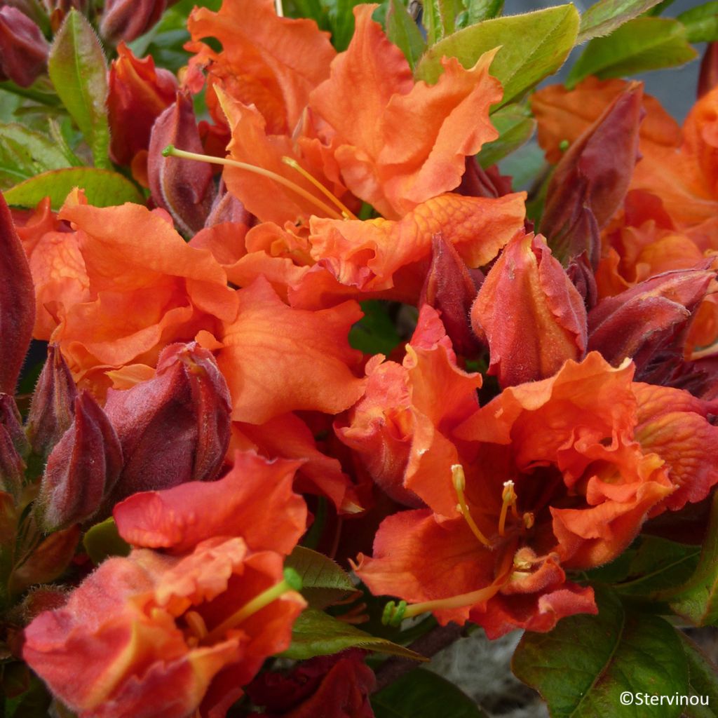 Azalia wielkokwiatowa Orangeade