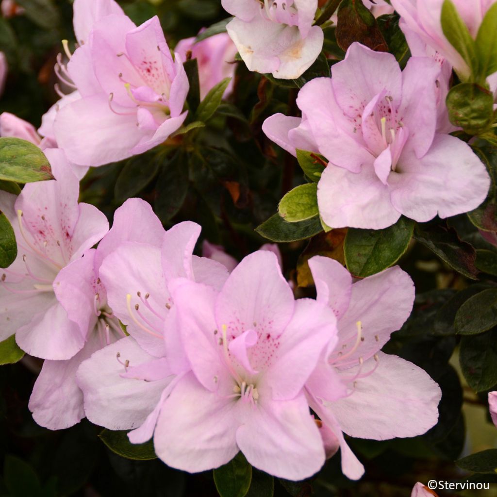 Azalia japońska Rêve de Lilas