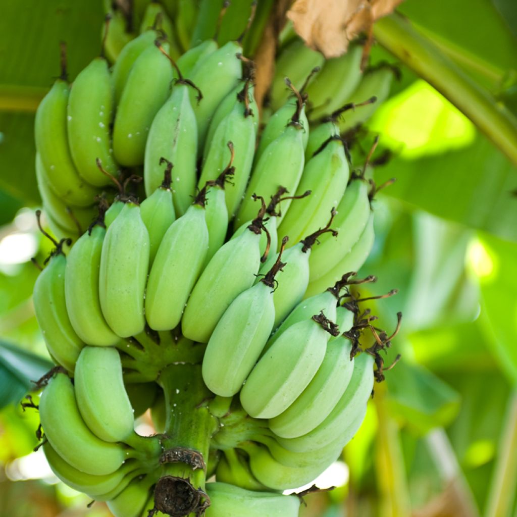 Bananowiec sikkimski Himalayensis Speciosa
