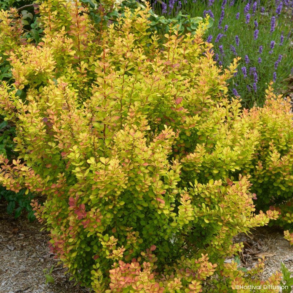 Berberys Thunberga Orange Torch