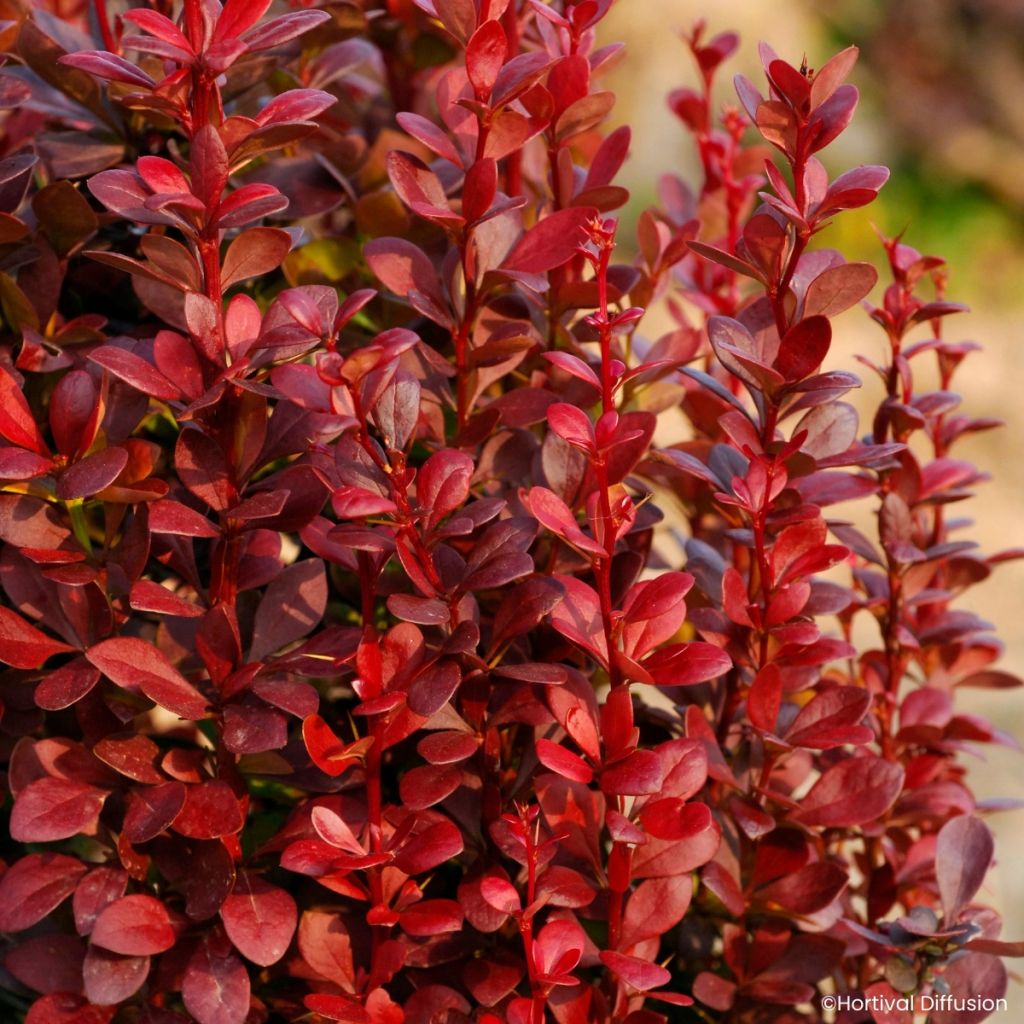 Berberys Thunberga Red Torch