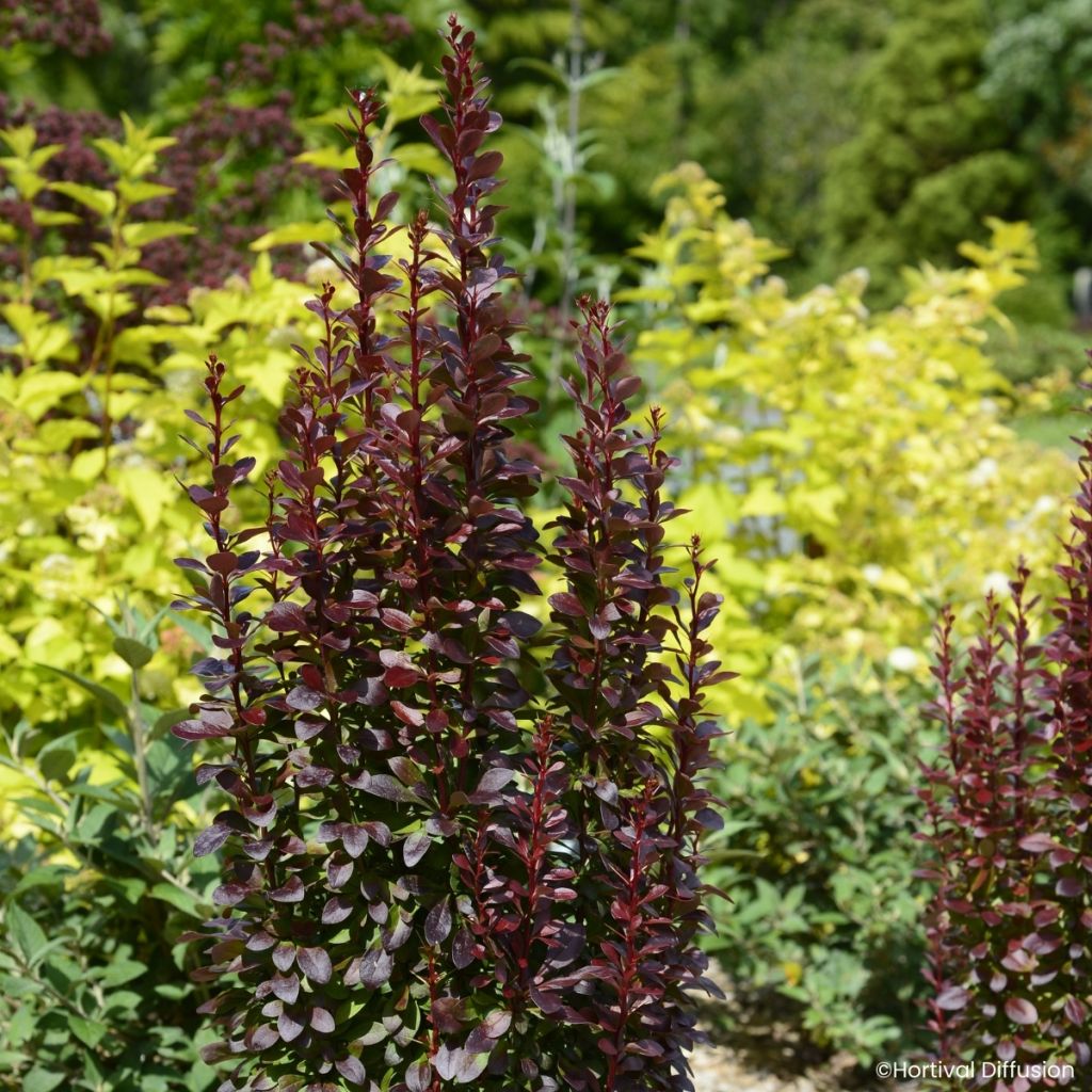 Berberys Thunberga Red Torch