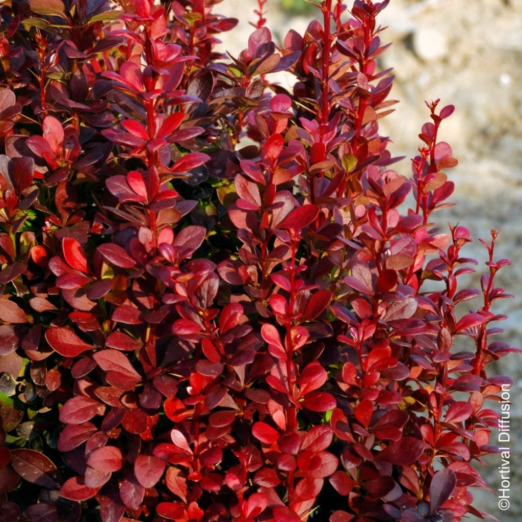 Berberys Thunberga Red Torch
