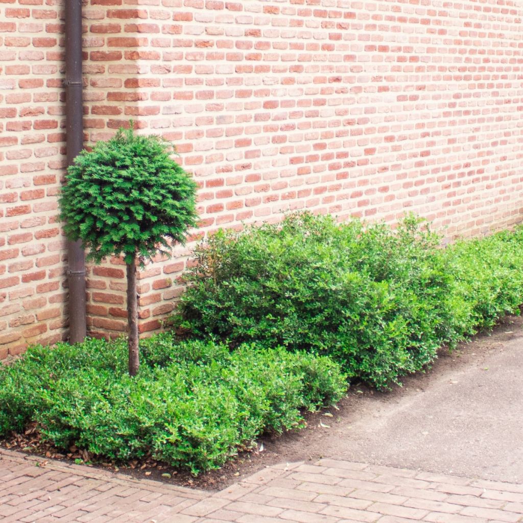 Bukszpan Betterbuxus Skylight