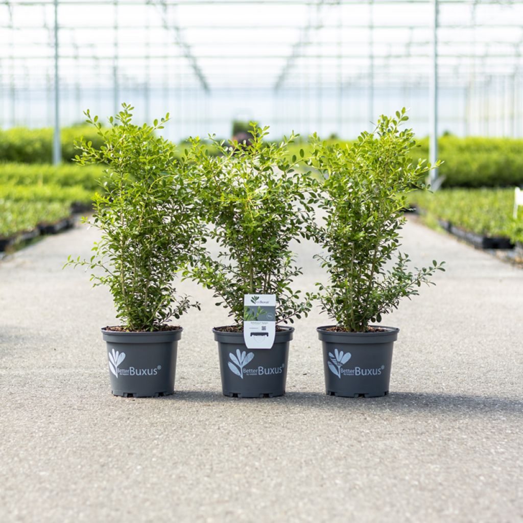 Bukszpan Betterbuxus Skylight