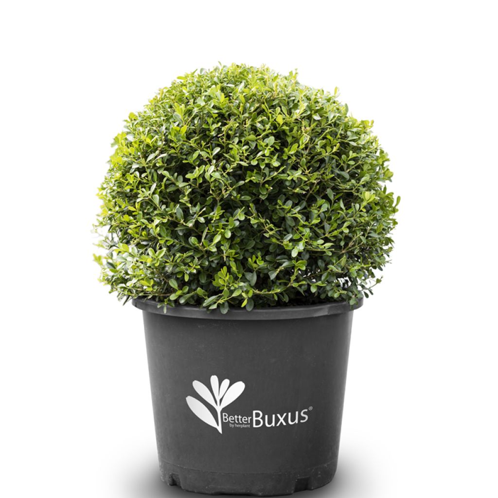Bukszpan Betterbuxus Skylight