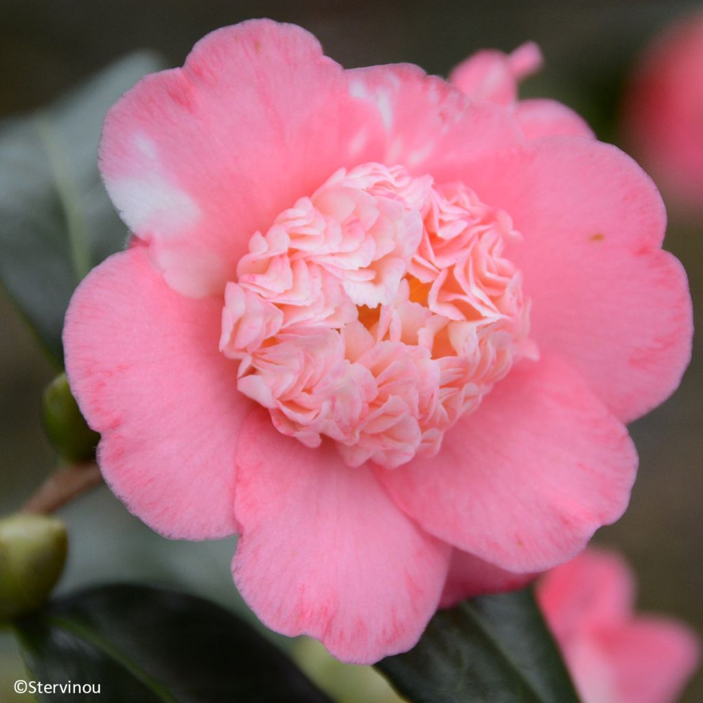 Kamelia japońska Baby Sis Pink