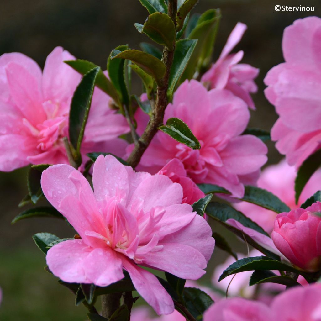 Kamelia Elfin rose