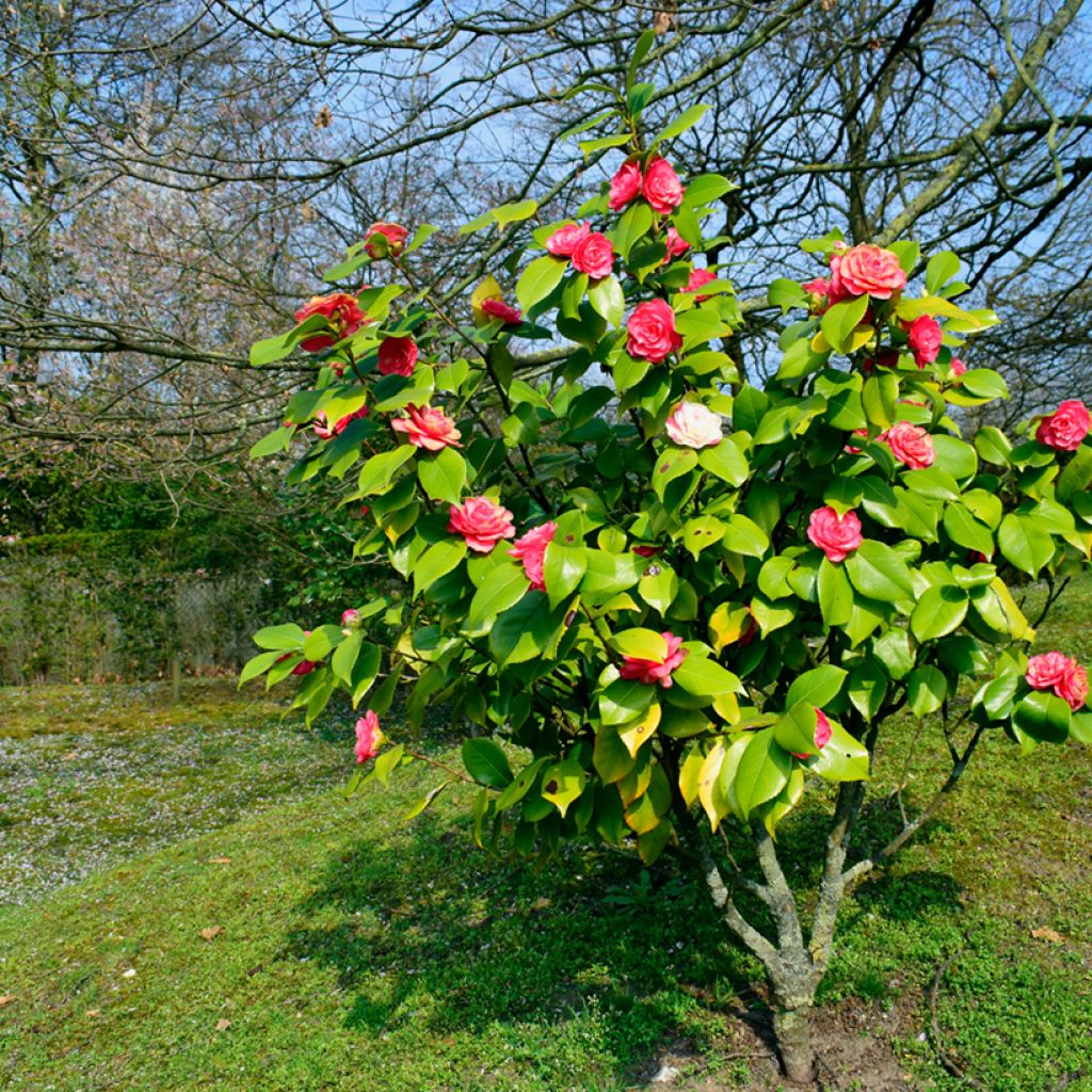 Kamelia japońska chandleri Elegans