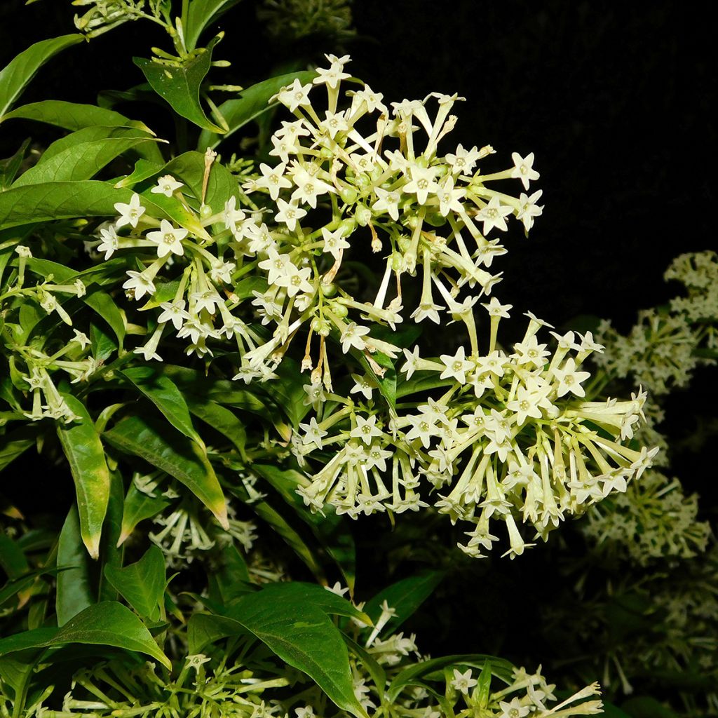 Cestrum nocturnum - Nocny jaśmin