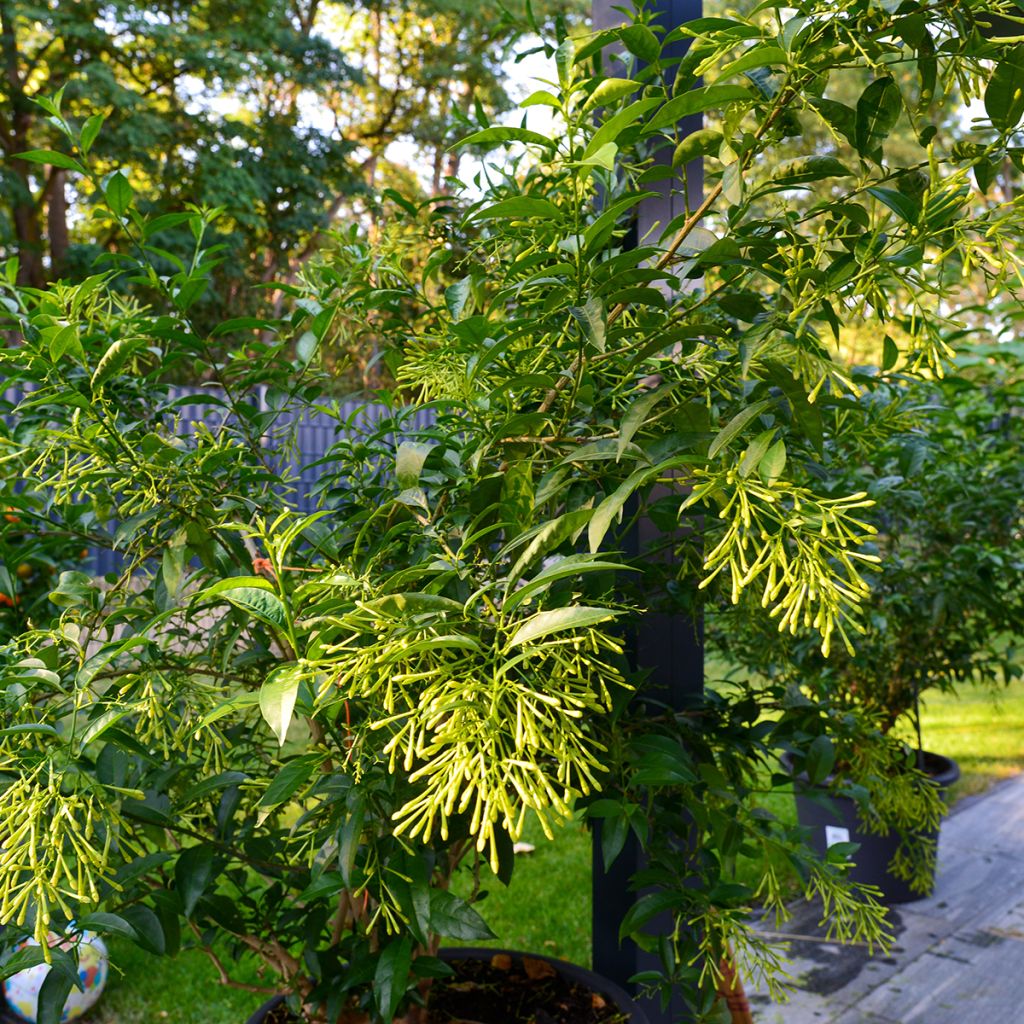 Cestrum nocturnum - Nocny jaśmin