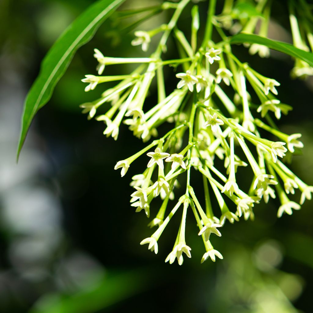 Cestrum nocturnum - Nocny jaśmin