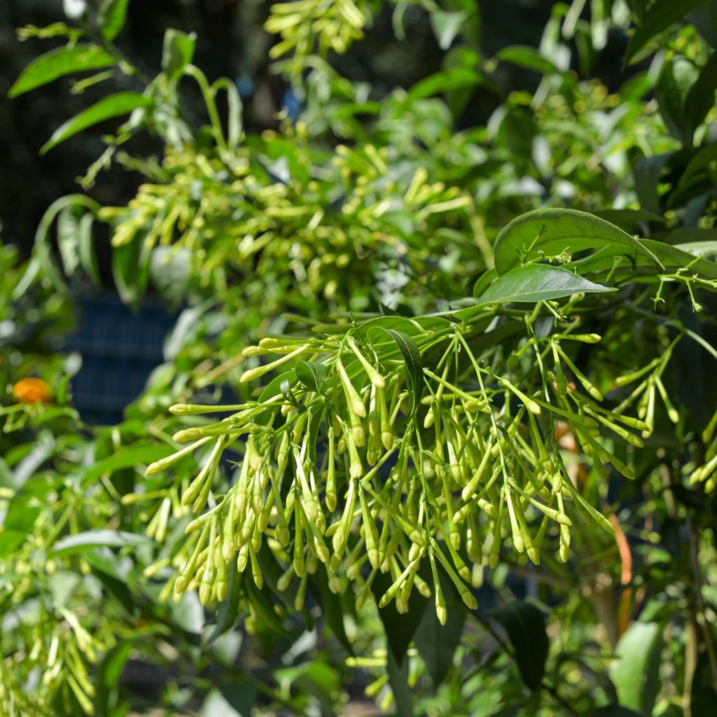 Cestrum nocturnum - Nocny jaśmin