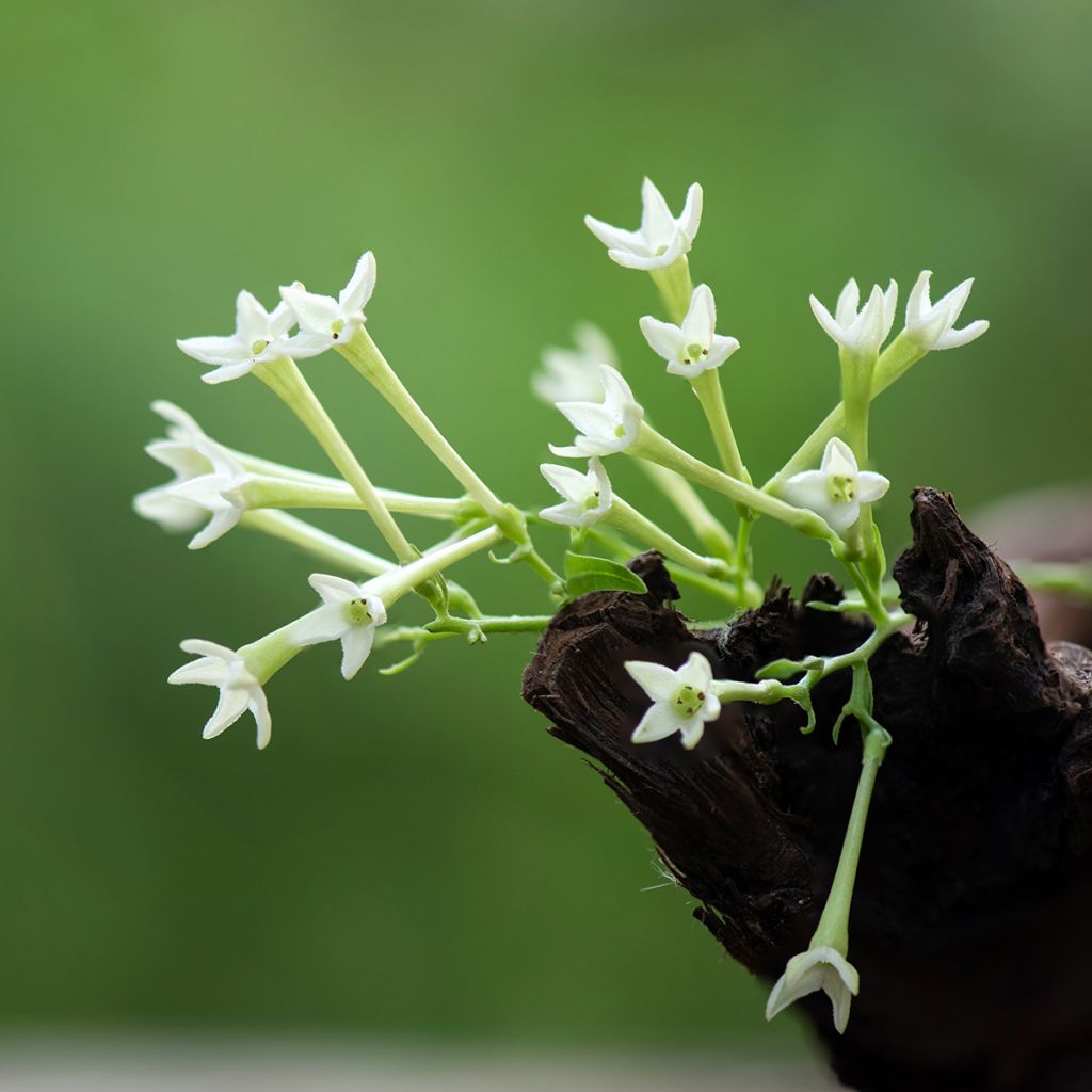 Cestrum nocturnum - Nocny jaśmin