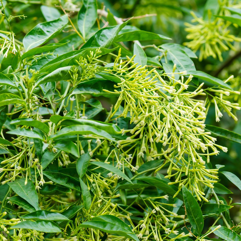 Cestrum nocturnum - Nocny jaśmin