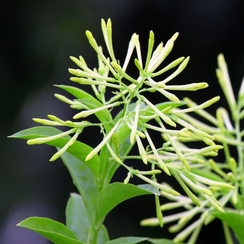 Cestrum nocturnum - Nocny jaśmin