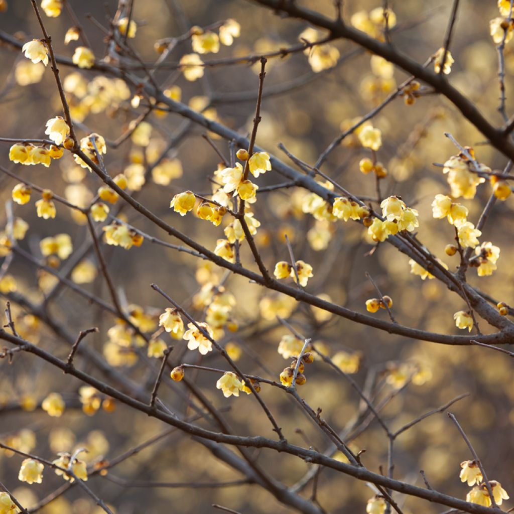 Chimonanthus praecox - Zimokwiat wczesny