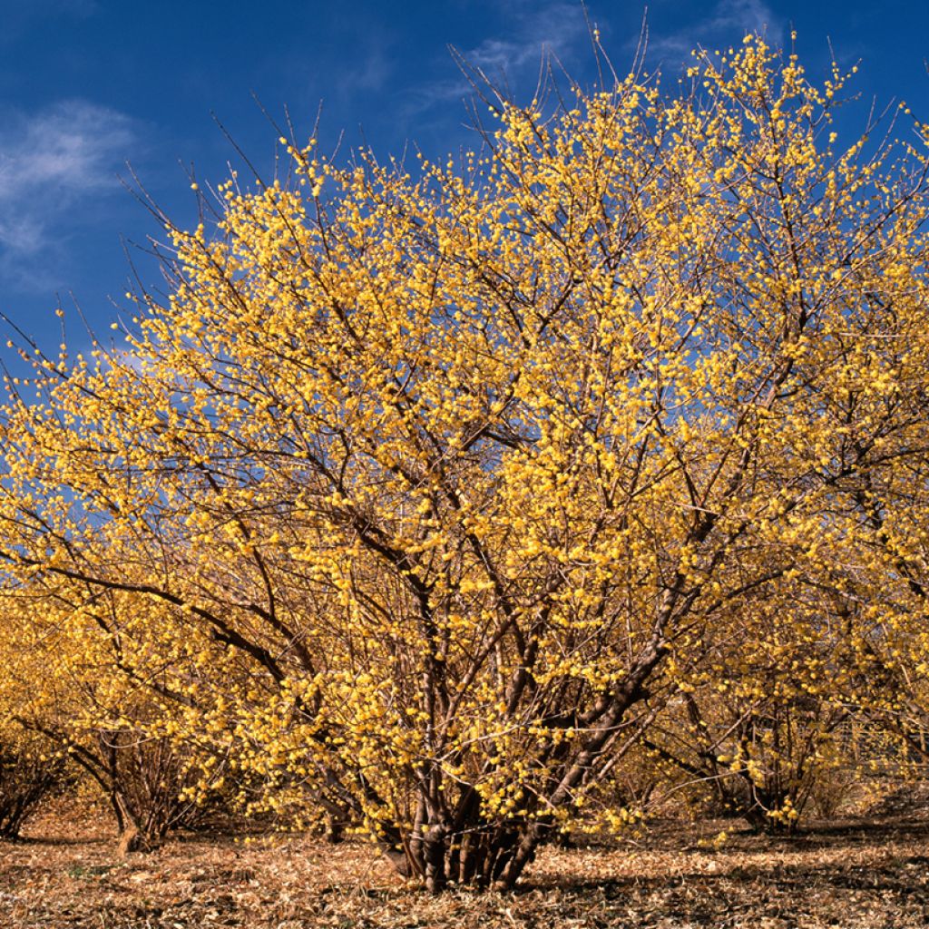 Chimonanthus praecox - Zimokwiat wczesny