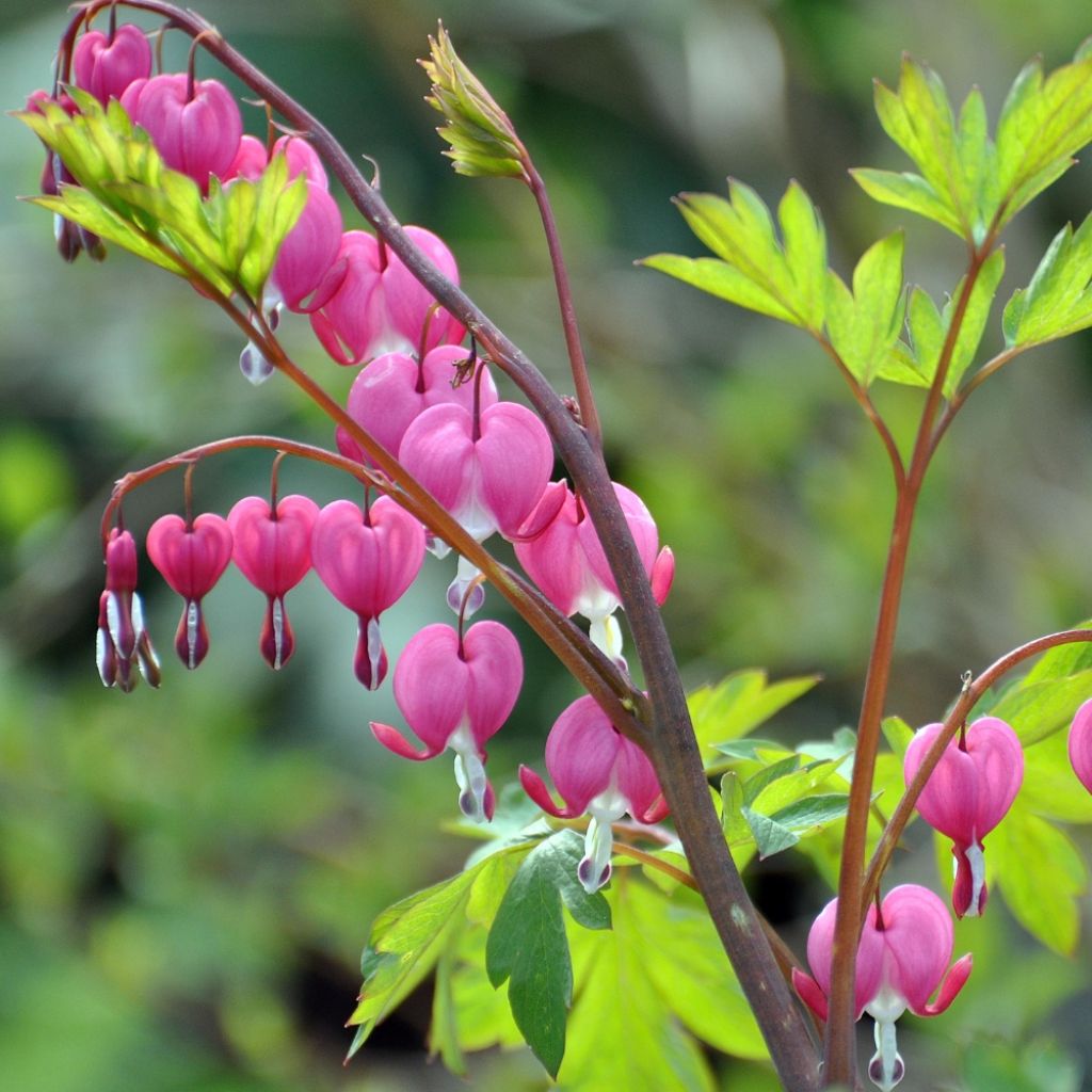 Serduszka okazała - Dicentra spectabilis