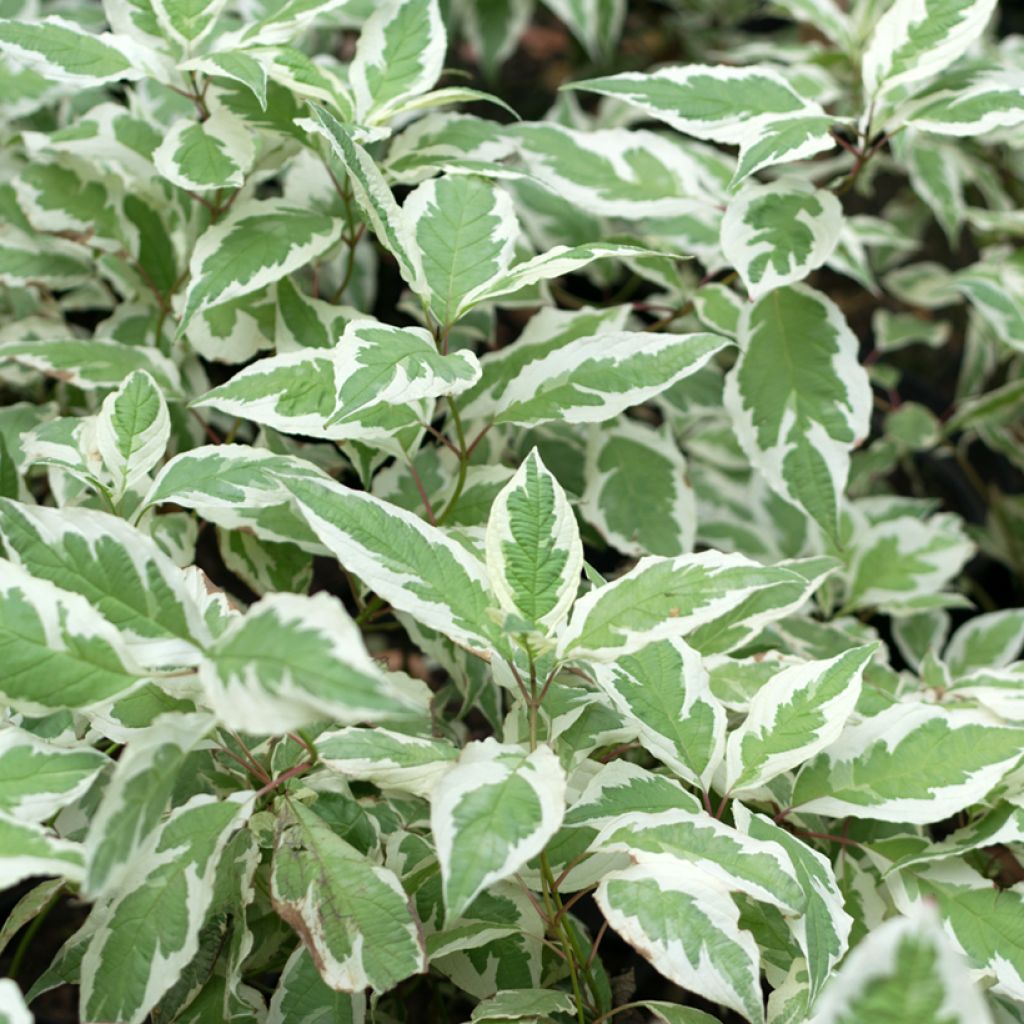 Dereń biały Elegantissima