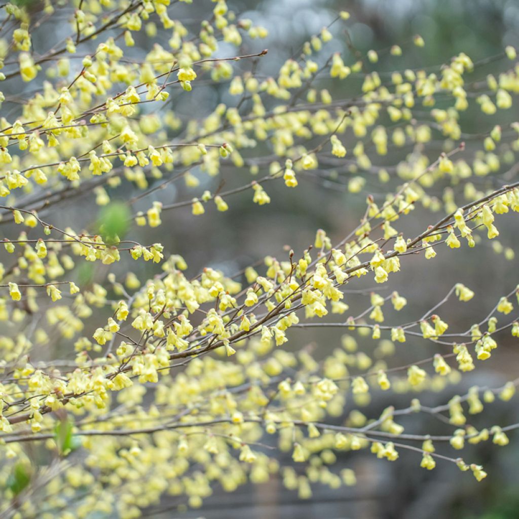 Leszczynowiec skąpokwiatowy - Corylopsis pauciflora